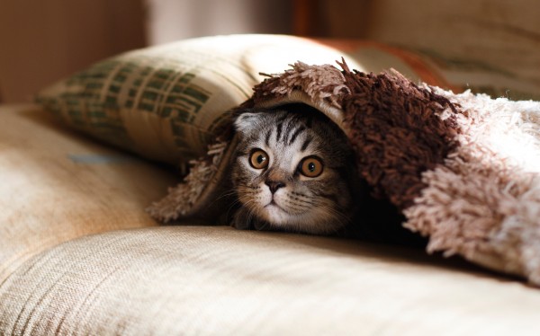 Are You a Scaredy-Cat? Get Out of Your Comfort Zone