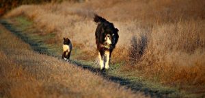 cat and dog walking together