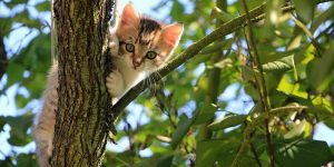 cat in tree